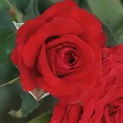 Rosa Carmine™ - roșu - trandafir teahibrid